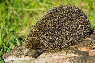 Genç dikenli kirpi kütüğün üzerinde