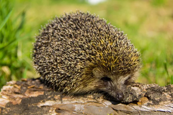 Jonge stekelige egel op de stam — Stockfoto