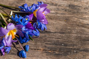 First spring flowers on rustic wooden background