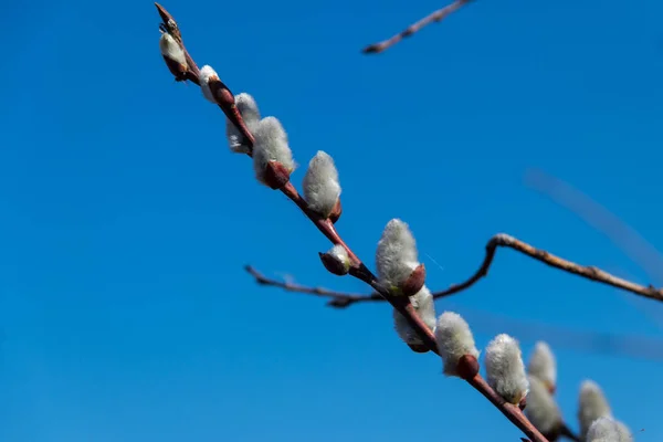 Primo piano dei rami di salice figa all'inizio della primavera — Foto Stock