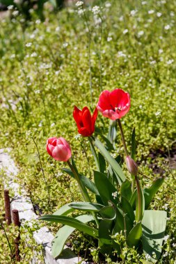 Kırmızı lale bahçesinde flowerbed üzerinde