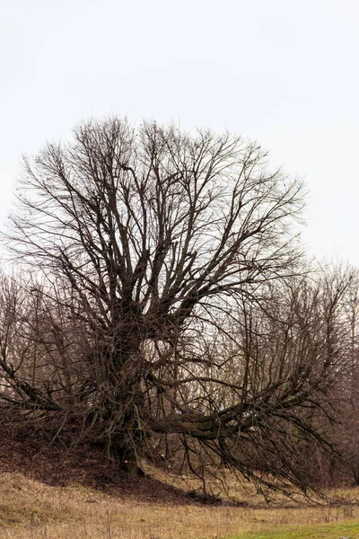 Vieil arbre nu avec de puissantes racines nues le jour nuageux — Photo