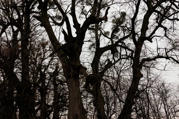 Holé stromy v lese za špatného oblačného počasí — Stock fotografie