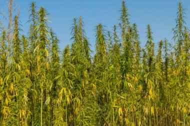 Yeşil kenevir tarlası (marijuana) bitkileri