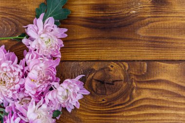 Ahşap arka planda güzel kasımpatılar. Üst görünüm, alanı kopyala