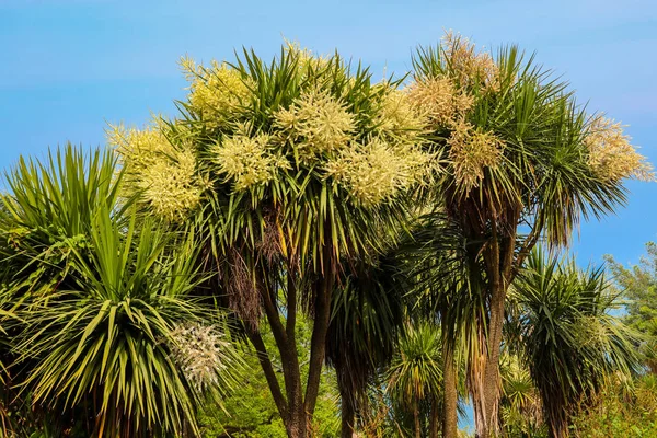 Blooming Cordyline australis trees (cabbage tree, cabbage-palm)