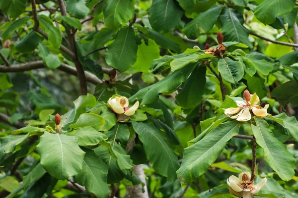 Lindas flores de Magnolia grandiflora (Magnolia do Sul ou Bull Bay ) — Fotografia de Stock