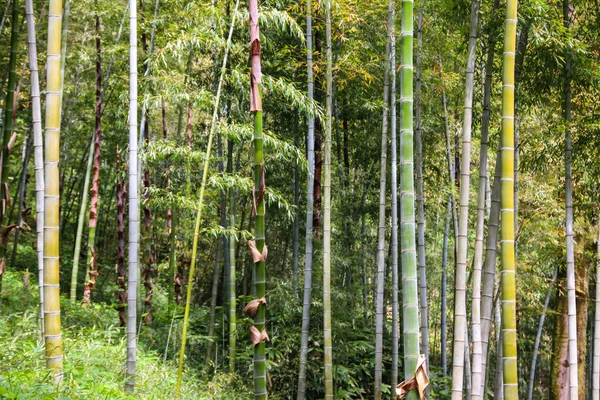 Boschetto di bambù verde nell'orto botanico Batumi, Georgia — Foto Stock