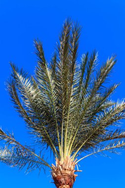 Mavi gökyüzü arka planında palmiye ağacı