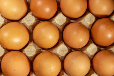 Karton yumurta kutusunda çiğ tavuk yumurtası yakın çekim