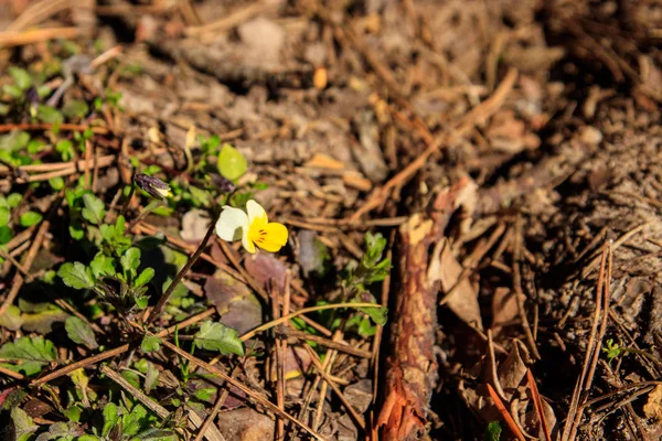 Saha menekşeleri (Viola arvensis), menekşelerin bir türüdür. İlkbaharda ormanda büyüyen güzel küçük çiçekler. — Stok fotoğraf