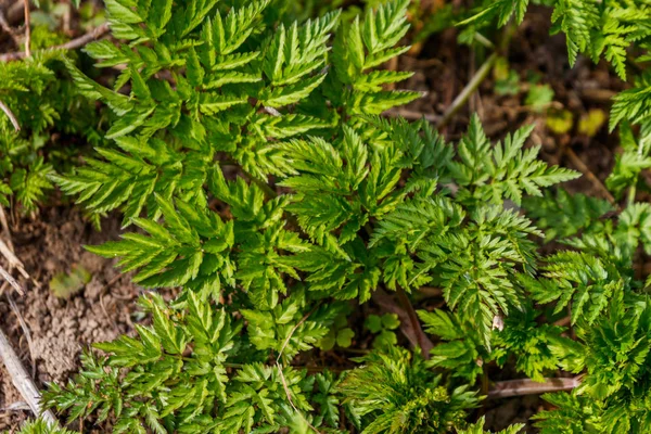 Gröna halvklotsfläckiga växter (Conium Maculatum) — Stockfoto
