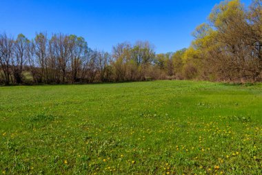 Yeşil çayır ve ağaçlarla kaplı ilkbahar manzarası