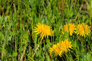 çayır üzerinde sarı dandelions