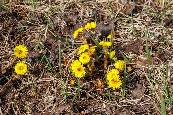 Çayır üzerinde Coltsfoot çiçeği (Tussilago farfara) — Stok fotoğraf