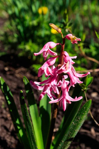 Pink hyacinth in garden — Stock Photo, Image