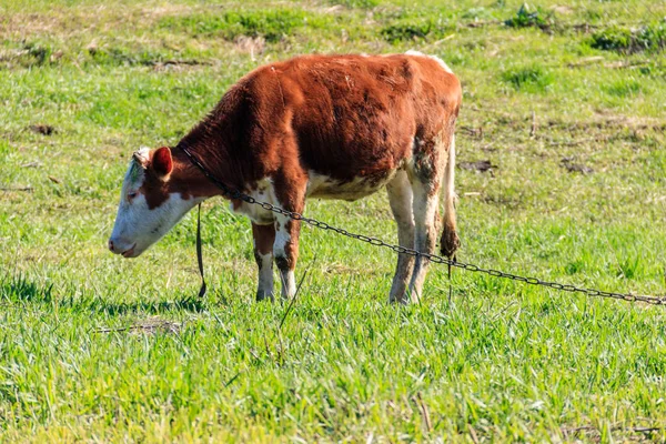 Veau brun sur une prairie verte — Photo