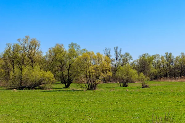 Voorjaarslandschap met groene weide en bomen — Stockfoto