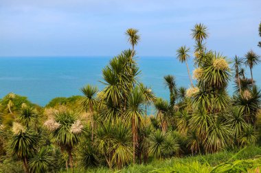 Çiçekli Cordyline australis ağaçları (lahana ağacı, lahana palmiyesi) 