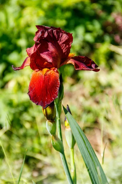 Bahçedeki çiçek tarhında güzel bir iris çiçeği