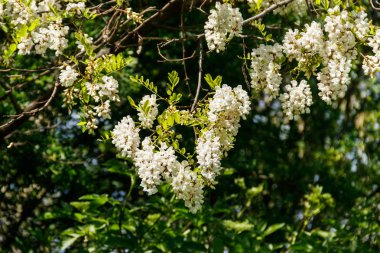 Beyaz akasya çiçek çekim (Robinia pseudoacacia). Akasya ağacı 