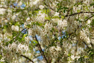 Beyaz akasya çiçek çekim (Robinia pseudoacacia). Akasya ağacı 
