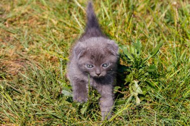 Yeşil çimenlerin üzerinde gri İskoç Fold yavru kedi