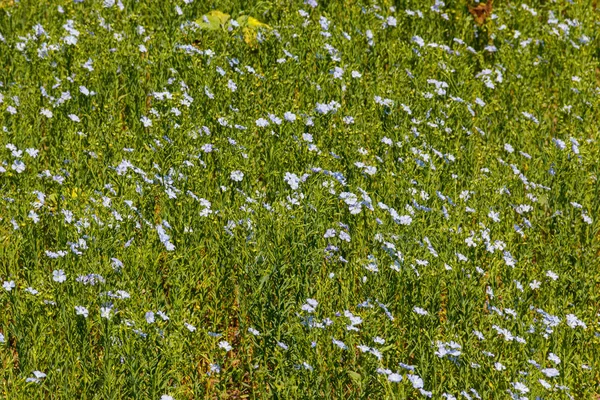 Field of common linen or flax (linum usitatissimum) — Stock Photo, Image