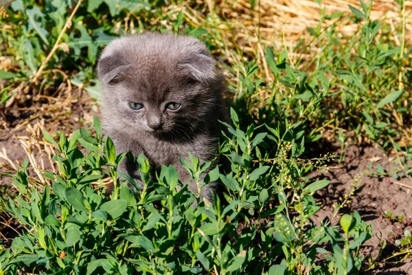 Gris écossais Plier chaton sur herbe verte — Photo