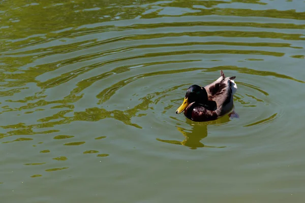 Pato selvagem na superfície do lago — Fotografia de Stock