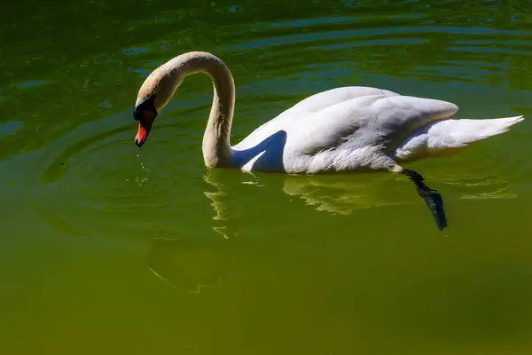 Cisne blanco nadando en el lago —  Fotos de Stock