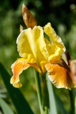 Bahçedeki çiçek tarhında güzel bir iris çiçeği