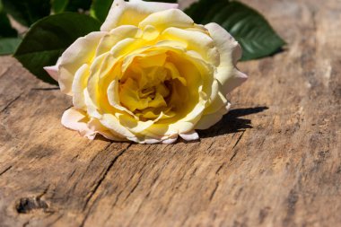 Kırsal arka planda güzel sarı bir gül