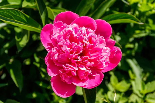 Peônia rosa no jardim — Fotografia de Stock