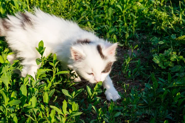 Pequeño gatito en hierba verde — Foto de Stock