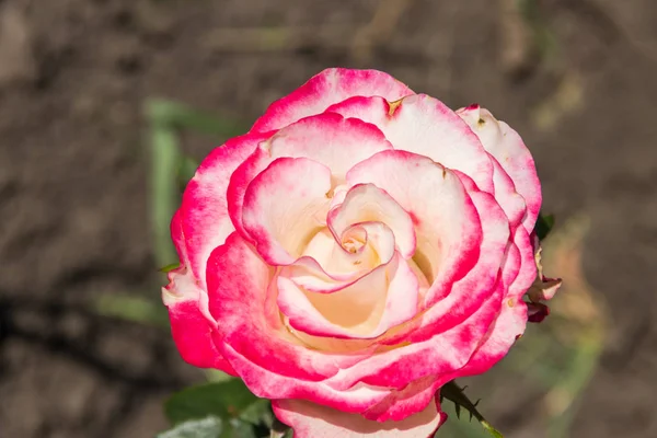 Hermosa rosa rosa en el macizo de flores en el jardín —  Fotos de Stock