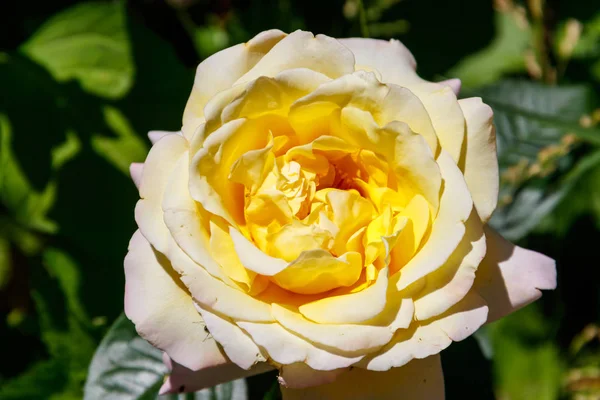 Schöne gelbe Rose auf dem Blumenbeet im Garten — Stockfoto