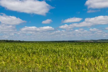 Genç yeşil mısır Tarlası