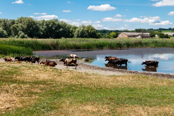 Manada de vacas no local de rega — Fotografia de Stock