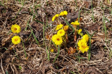 Çayır üzerinde Coltsfoot çiçeği (Tussilago farfara)