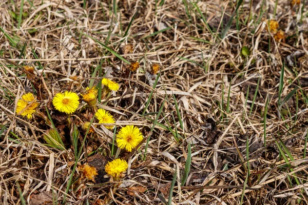 Coltsfoot flower (Tussilago farfarfara) auf der Wiese — Stockfoto