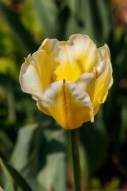 Bahçedeki çiçek tarhında sarı lale