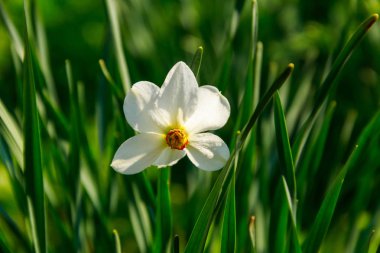 Bahçedeki çiçek tarhında beyaz narsist çiçek. Narcissus şiirselliği