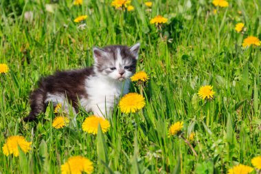 Sarı karahindiba çiçekli küçük kedi yavrusu. Genç kedi yeşil çayırda