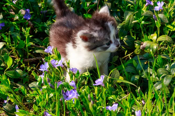 Liten kattunge i periwinkle blommor i en trädgård — Stockfoto