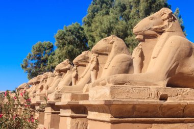 Mısır, Lüksör 'deki Karnak Tapınağı Kompleksi' ndeki sfenks sokağı.
