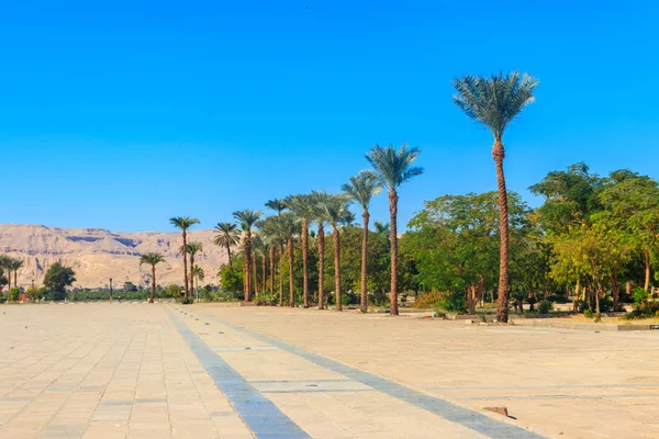 Palmeras en la plaza de la ciudad cerca del complejo de templos Karnak en Luxor, Egipto — Foto de Stock