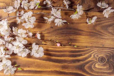 Ahşap zemin üzerine kayısı ağacının çiçekleri