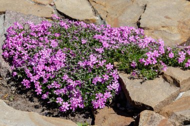 Sürünen phlox (Phlox subulata) veya yosun phlox flowerbed üzerinde