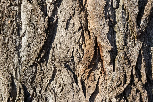 Textura da casca da árvore — Fotografia de Stock